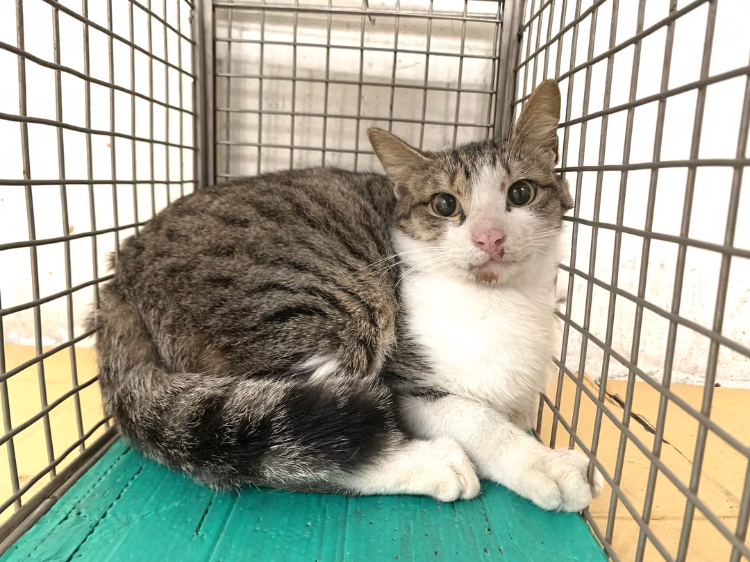 The cat, from the shelter's listing