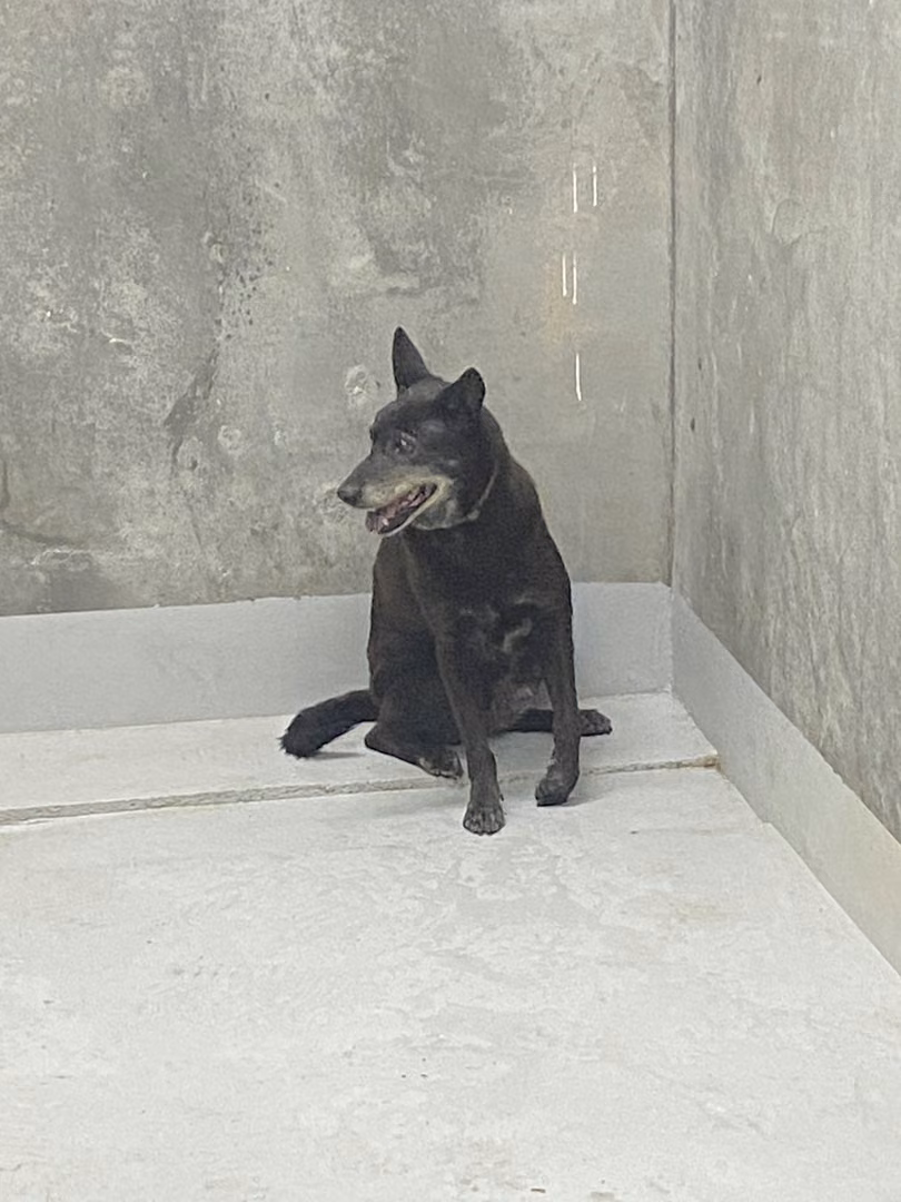 The dog, from the shelter's listing