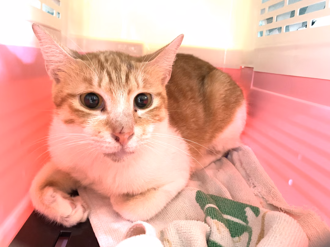 The cat, from the shelter's listing