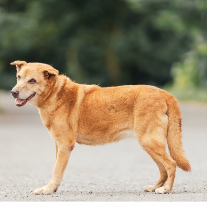 The dog, from the shelter's listing