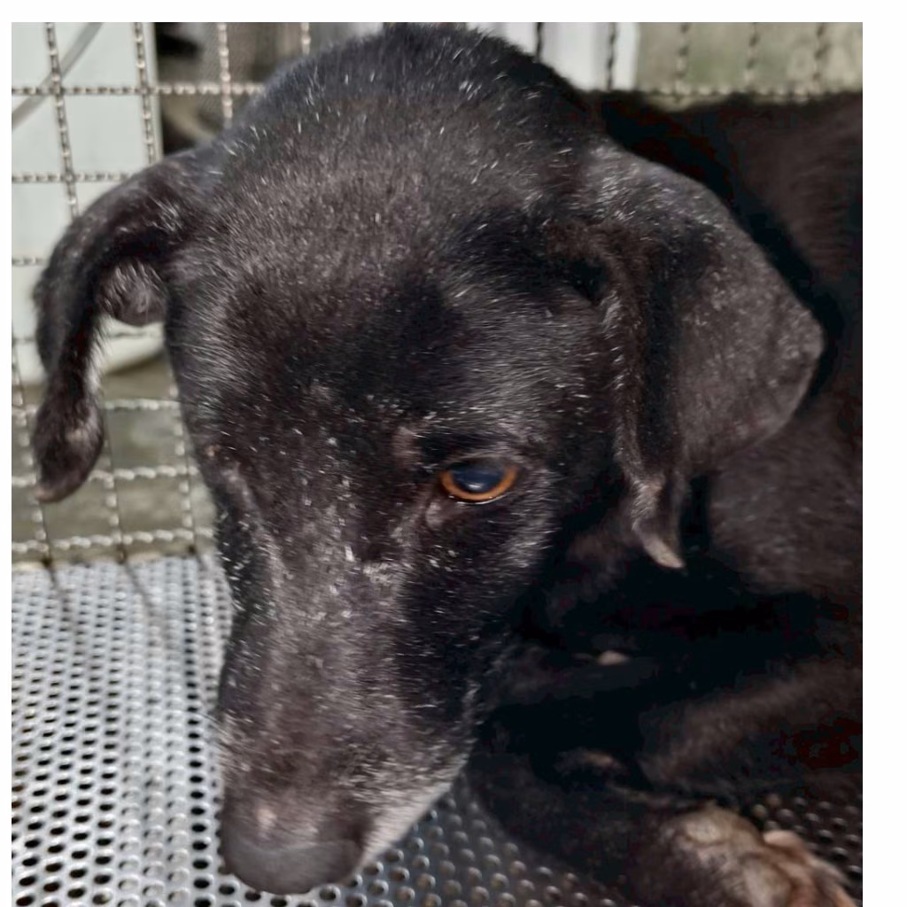 The dog, from the shelter's listing