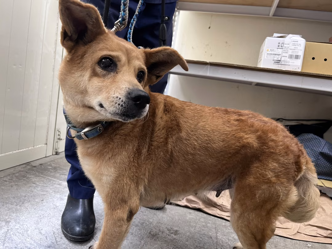 The dog, from the shelter's listing