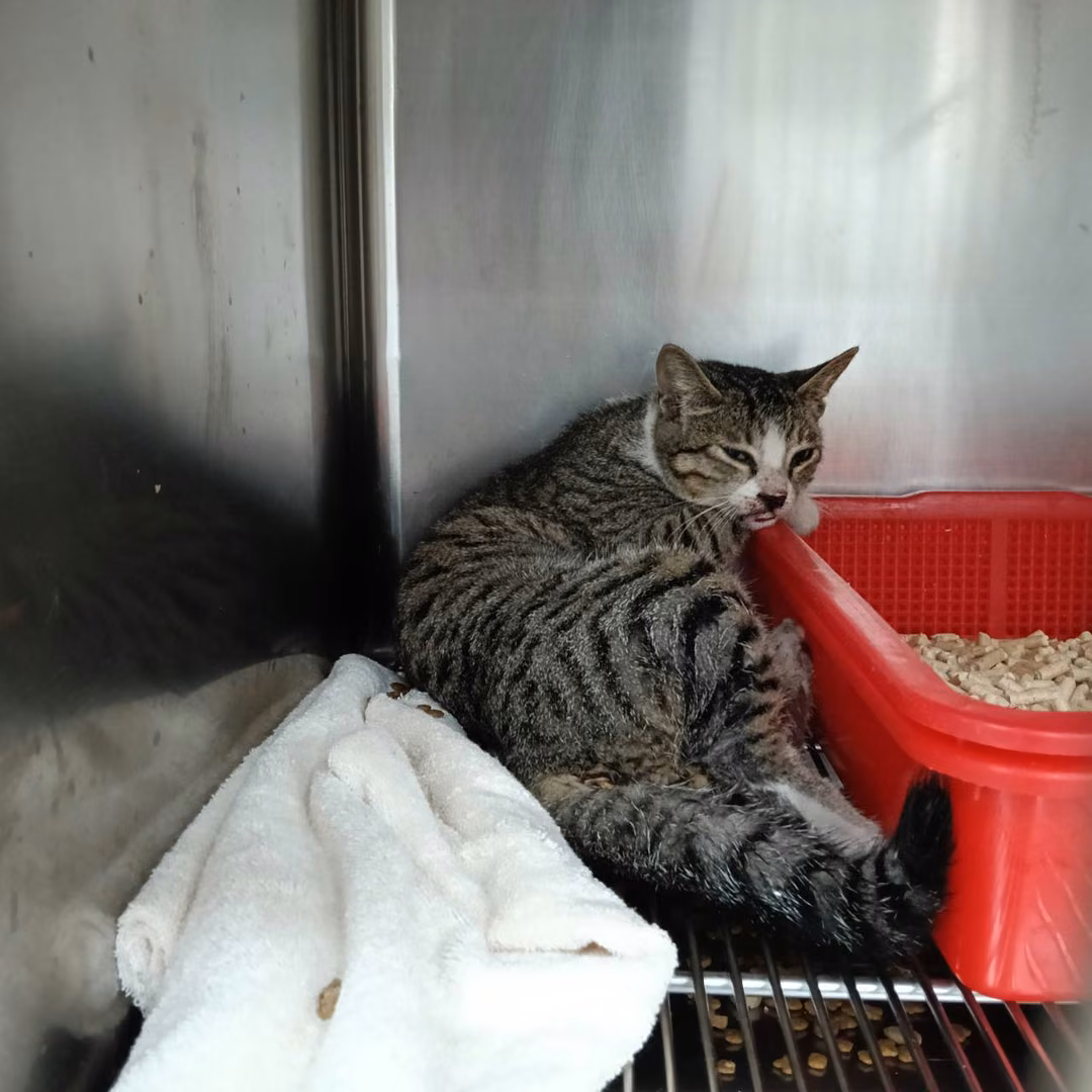 The cat, from the shelter's listing