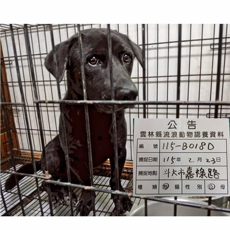 The dog, from the shelter's listing
