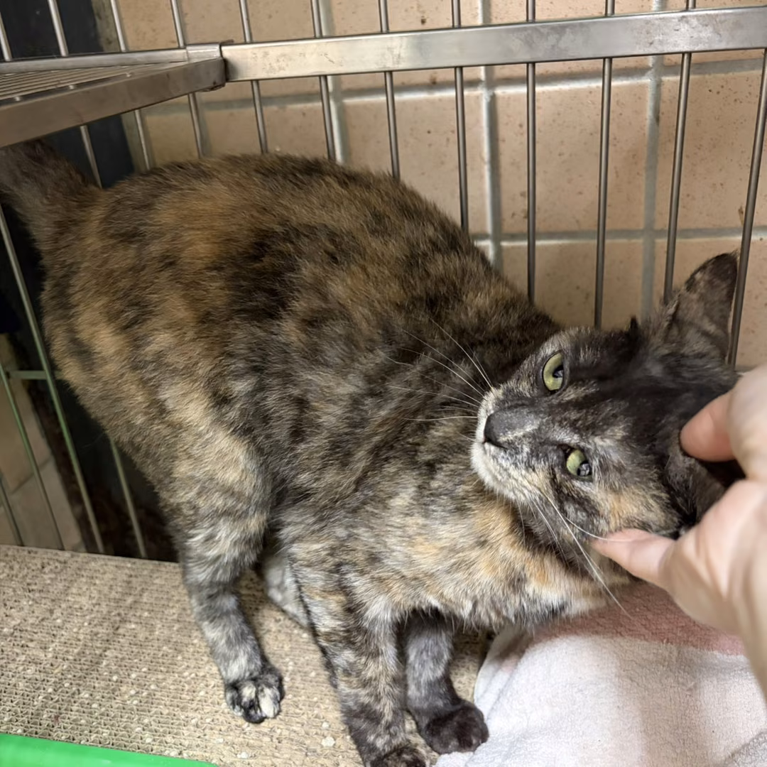 The cat, from the shelter's listing