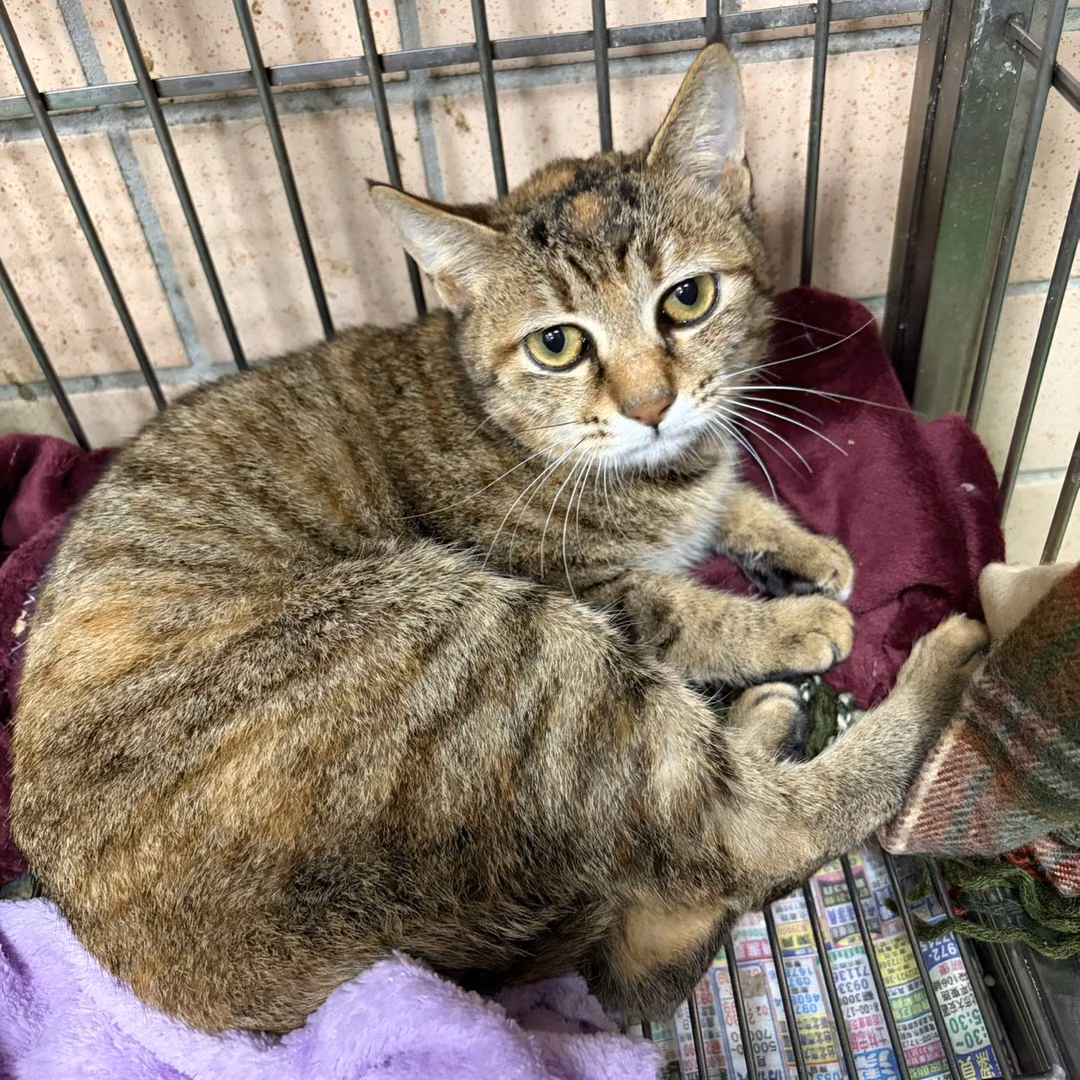 The cat, from the shelter's listing