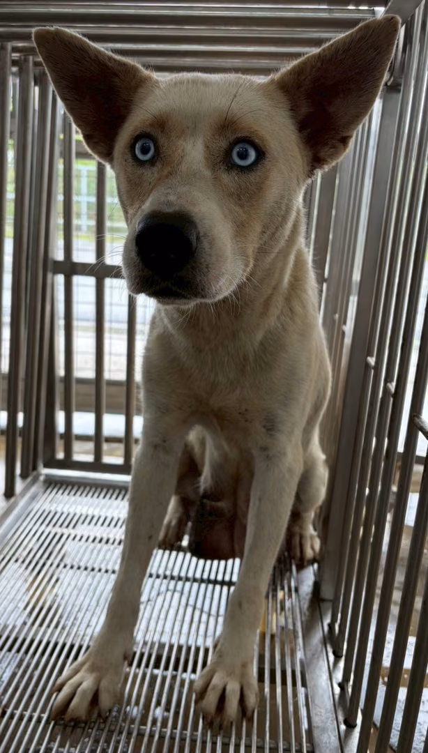 The dog, from the shelter's listing