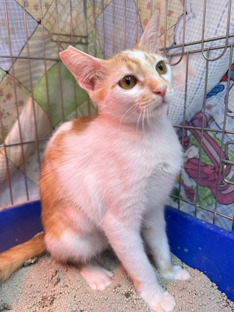 The cat, from the shelter's listing