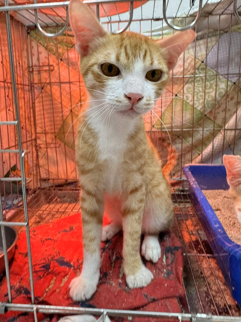 The cat, from the shelter's listing