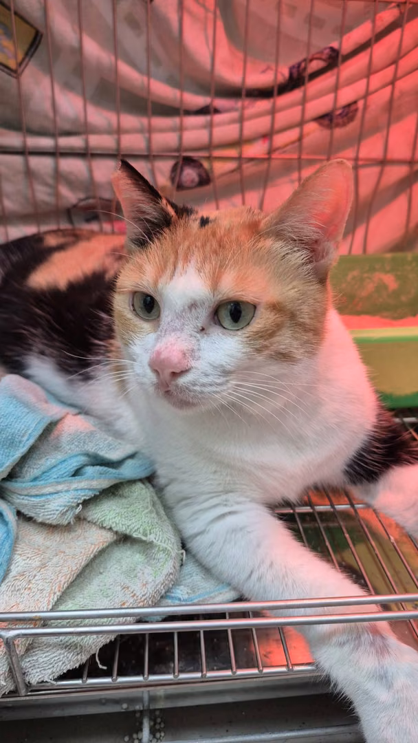 The cat, from the shelter's listing