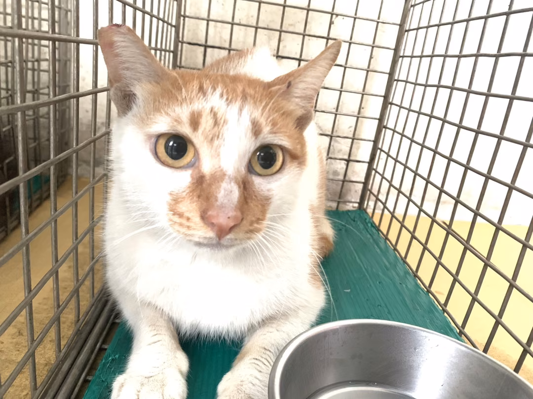 The cat, from the shelter's listing