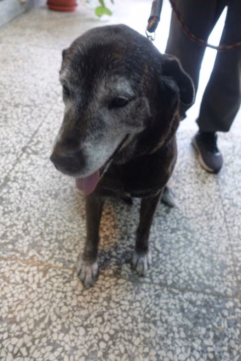 The dog, from the shelter's listing