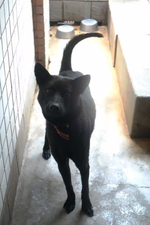 The dog, from the shelter's listing
