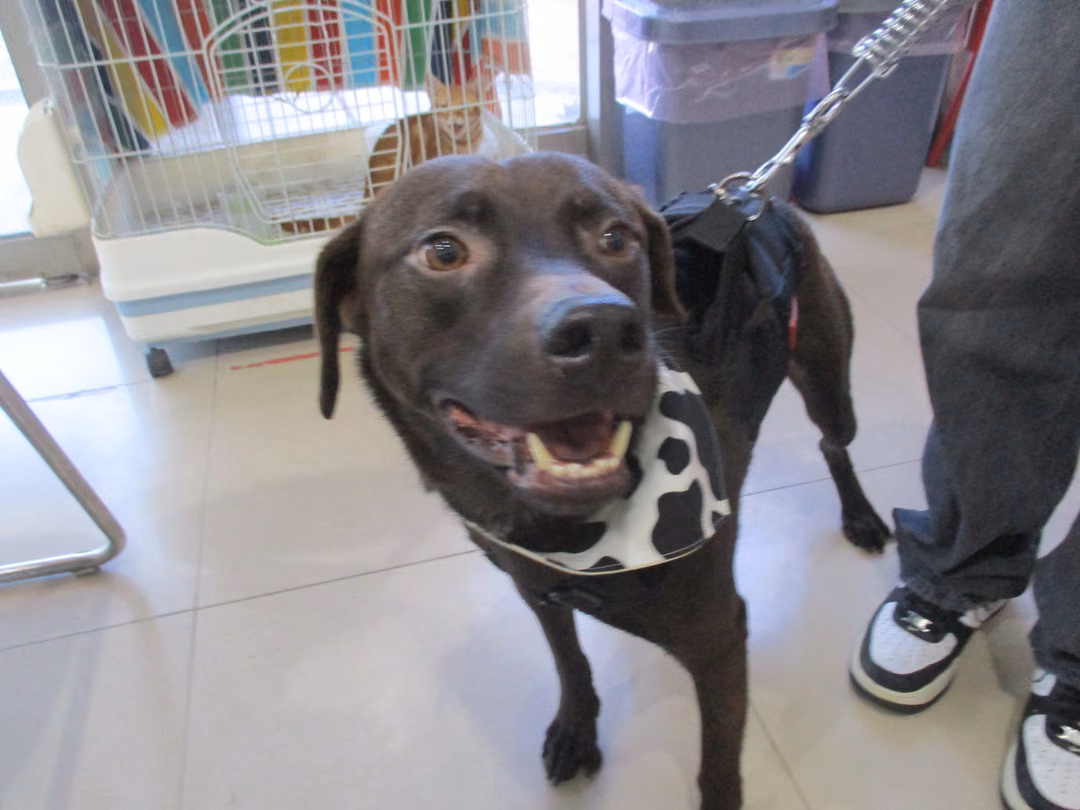 The dog, from the shelter's listing