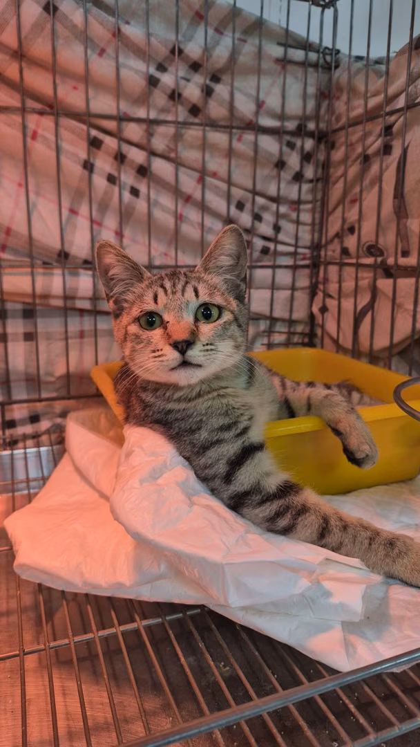 The cat, from the shelter's listing