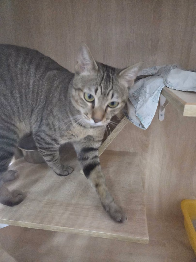 The cat, from the shelter's listing