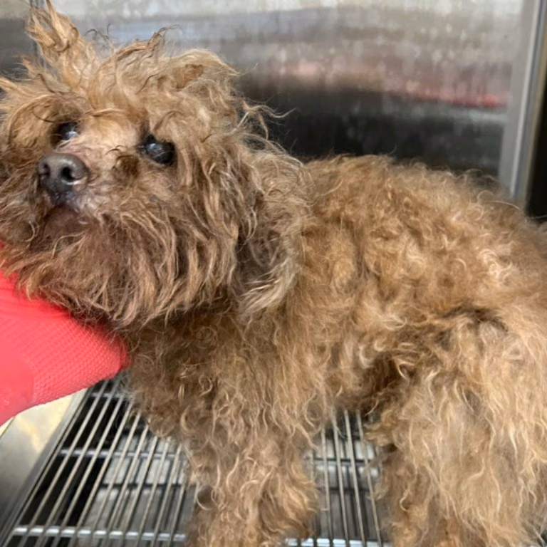 The dog, from the shelter's listing
