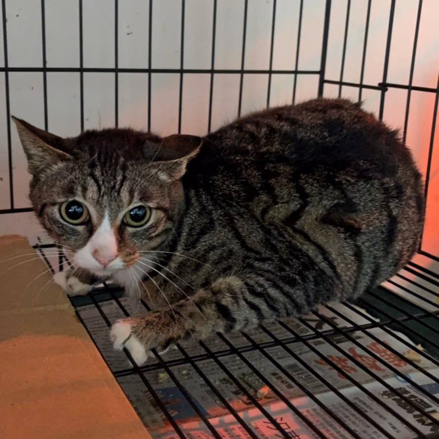 The cat, from the shelter's listing