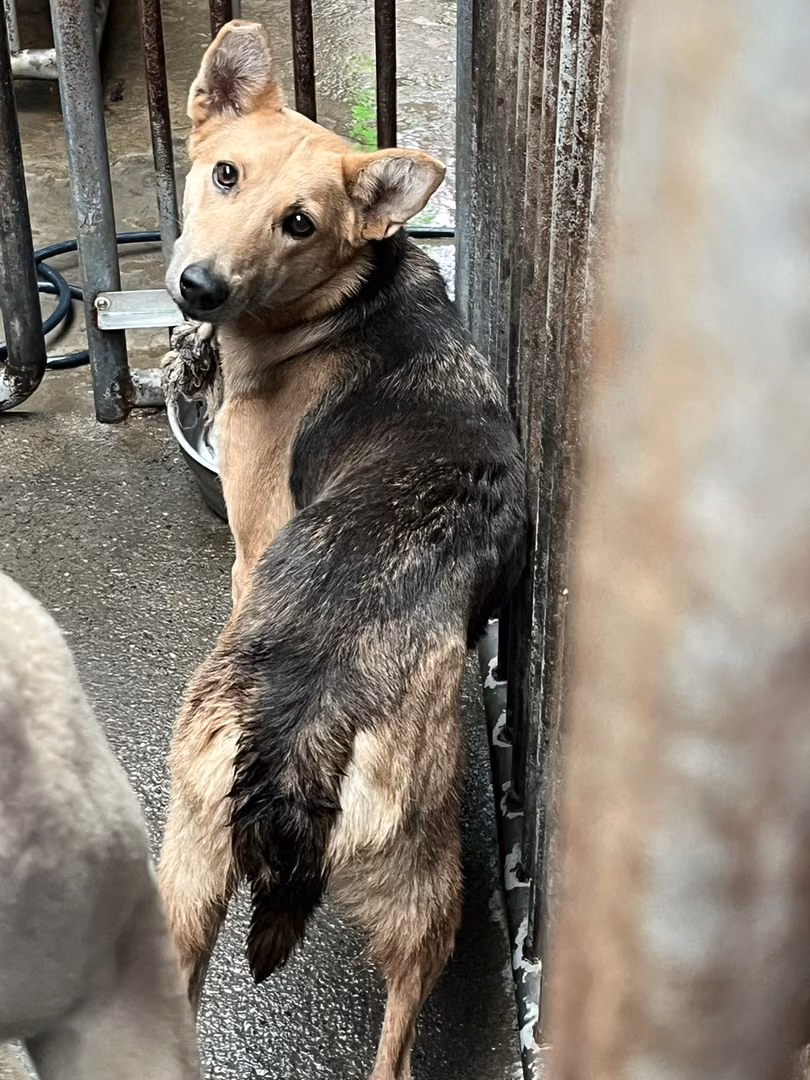 The dog, from the shelter's listing