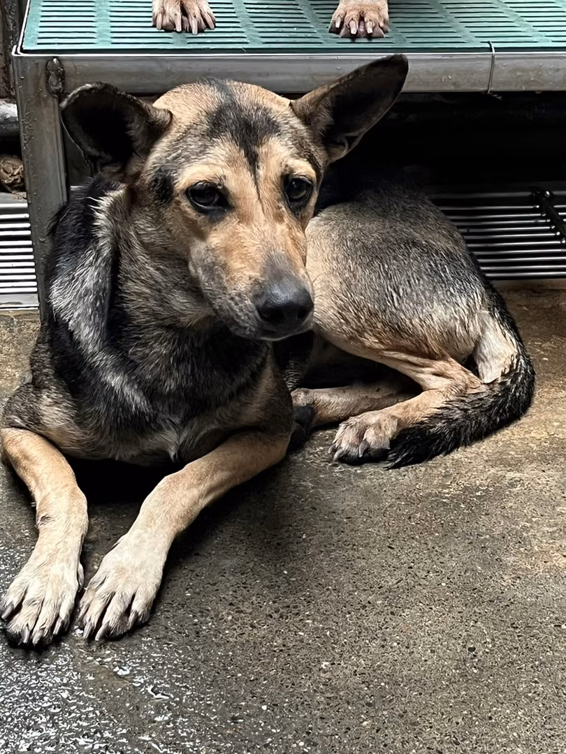 The dog, from the shelter's listing