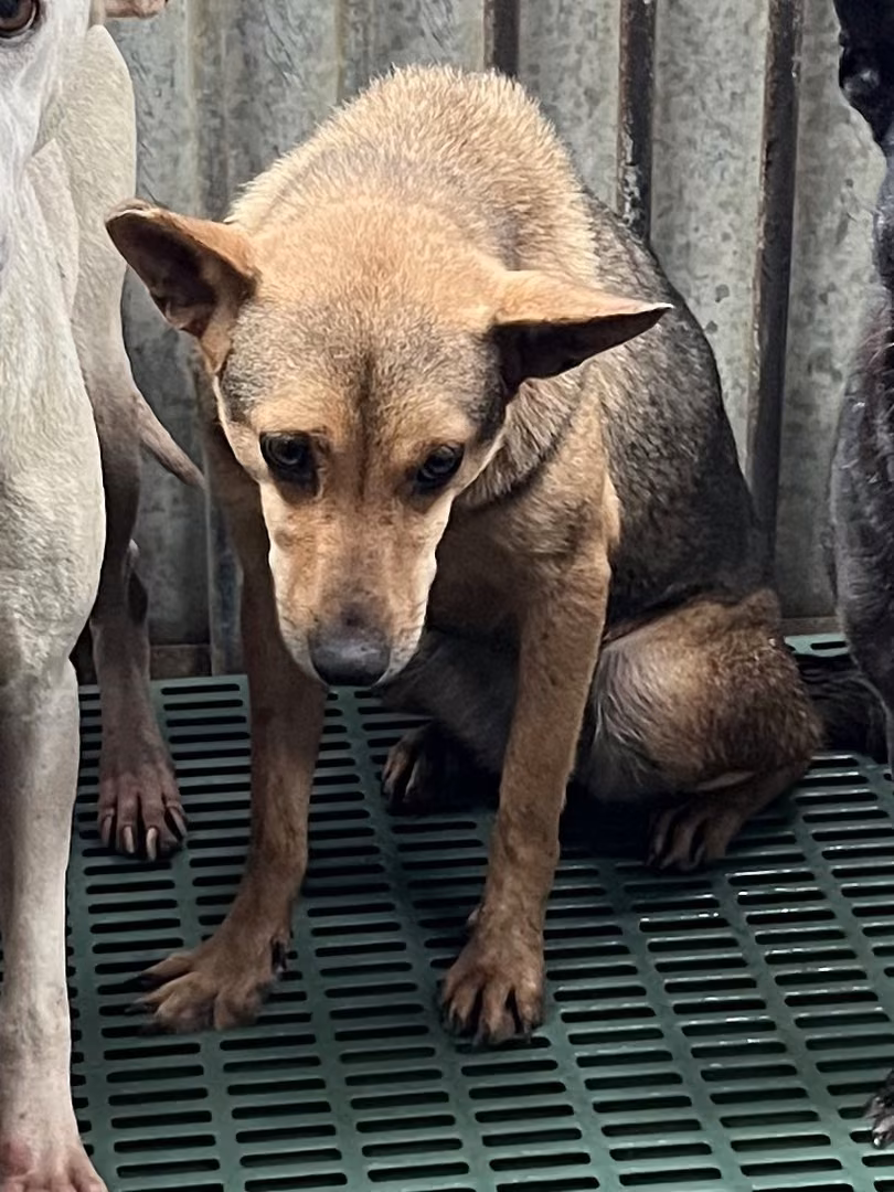 The dog, from the shelter's listing