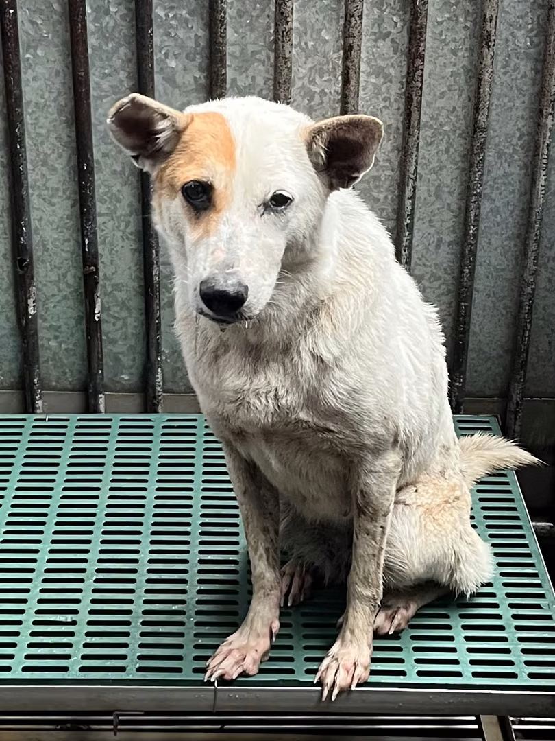 The dog, from the shelter's listing