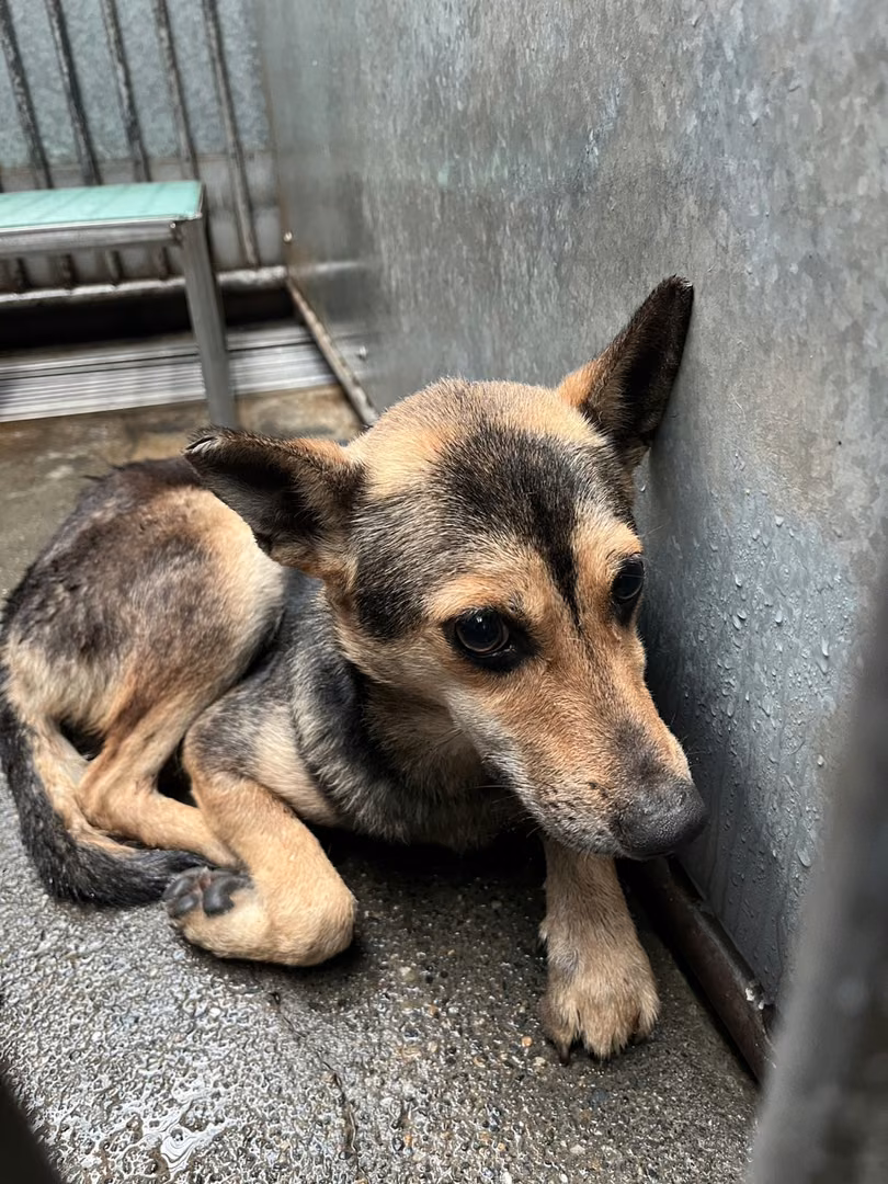The dog, from the shelter's listing