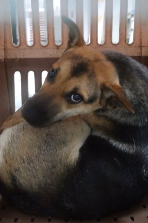 The dog, from the shelter's listing
