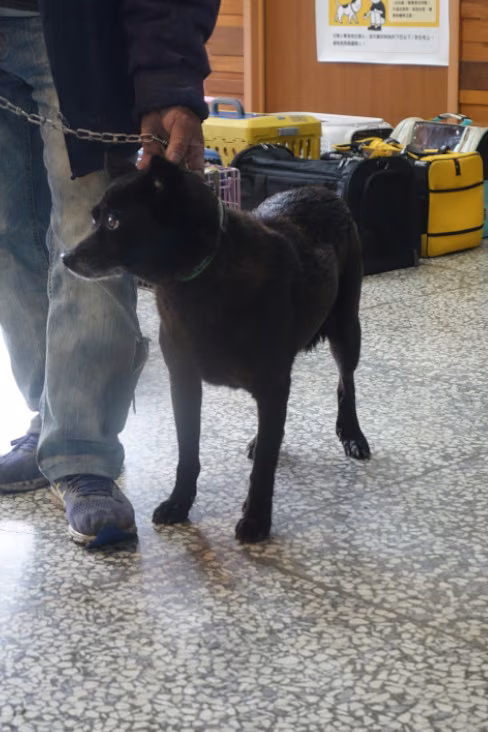 The dog, from the shelter's listing