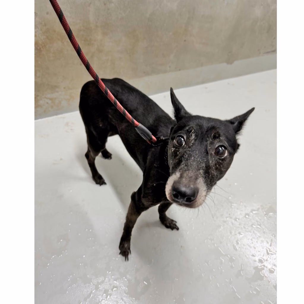 The dog, from the shelter's listing