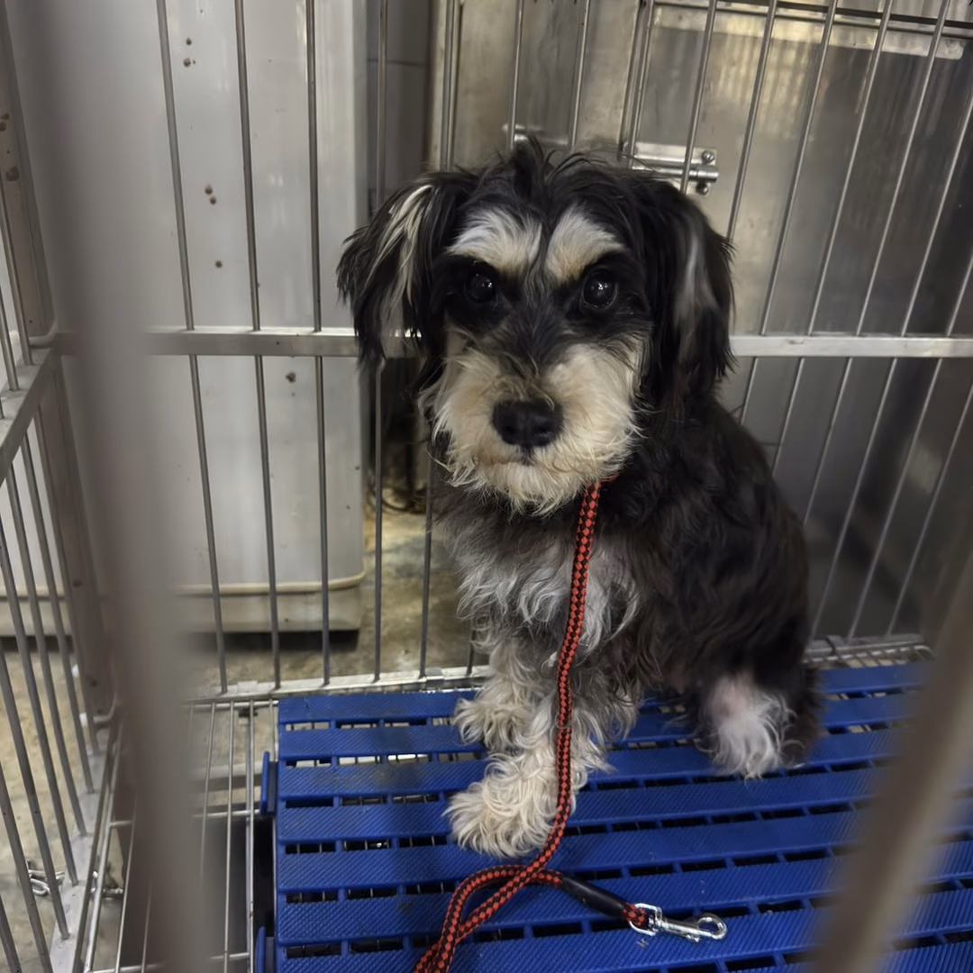 The dog, from the shelter's listing