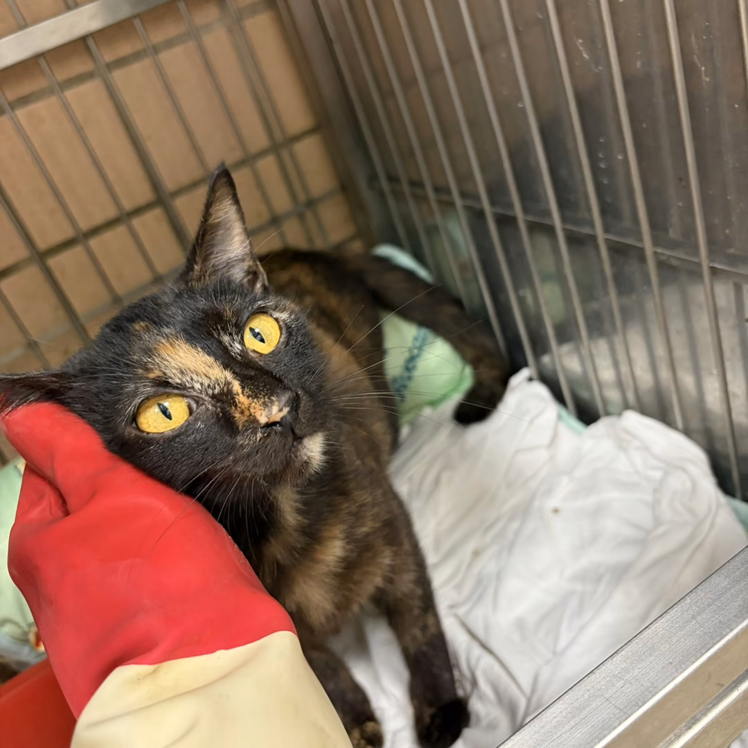 The cat, from the shelter's listing