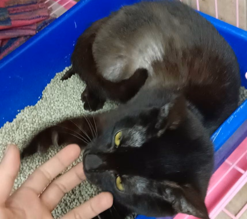 The cat, from the shelter's listing