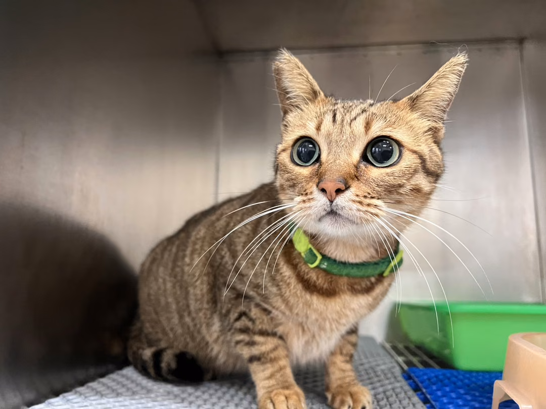 The cat, from the shelter's listing