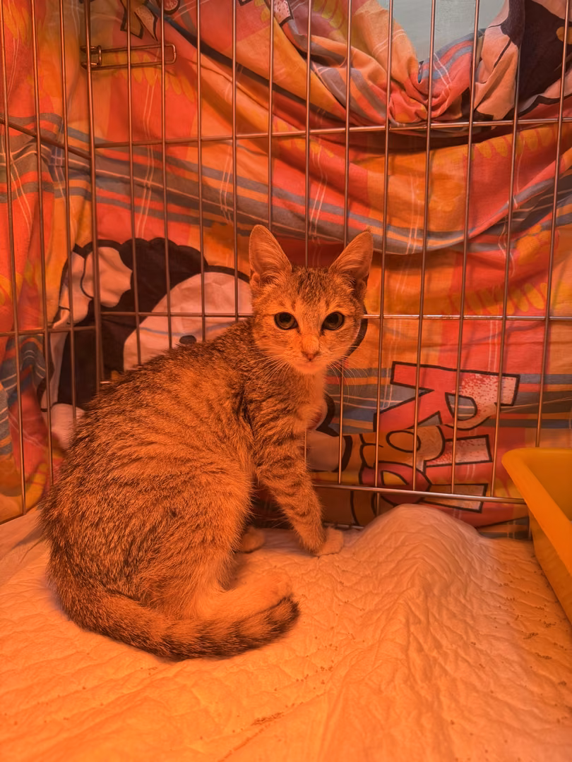 The cat, from the shelter's listing