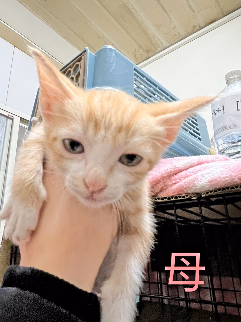 The cat, from the shelter's listing