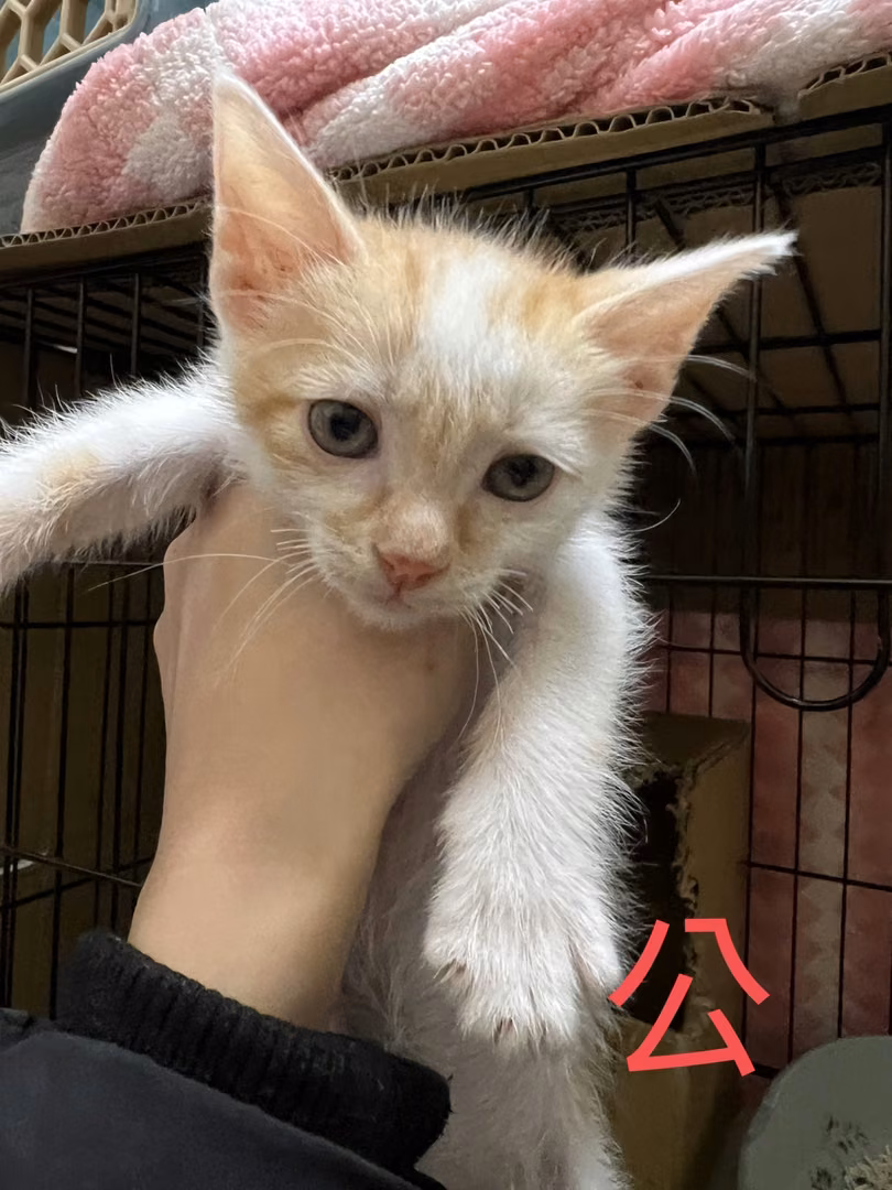 The cat, from the shelter's listing