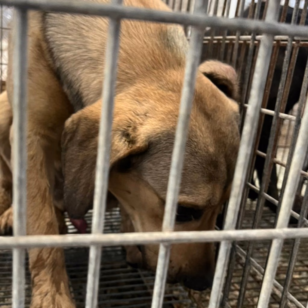 The dog, from the shelter's listing