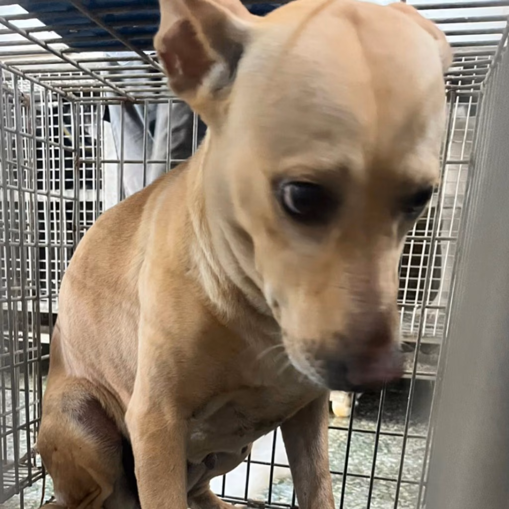 The dog, from the shelter's listing