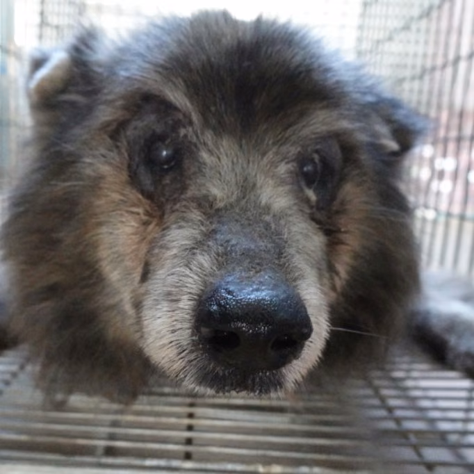 The dog, from the shelter's listing