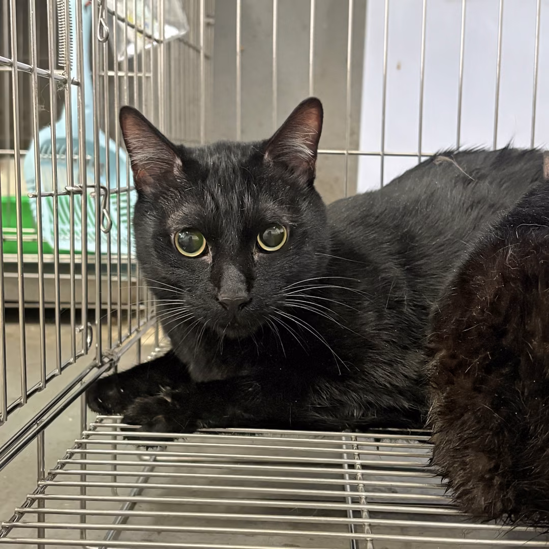 The cat, from the shelter's listing