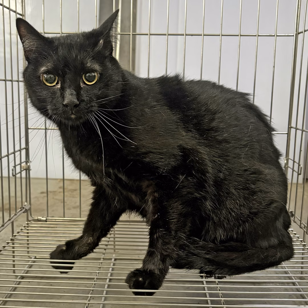 The cat, from the shelter's listing