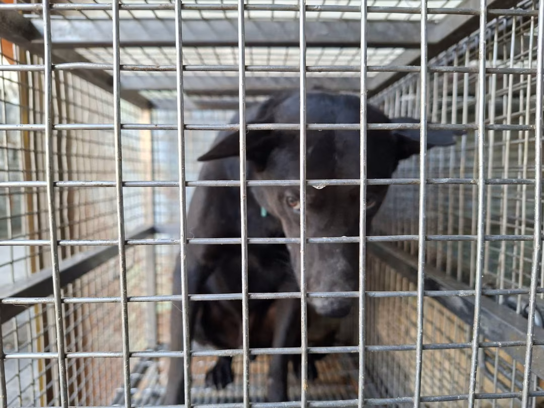 The dog, from the shelter's listing