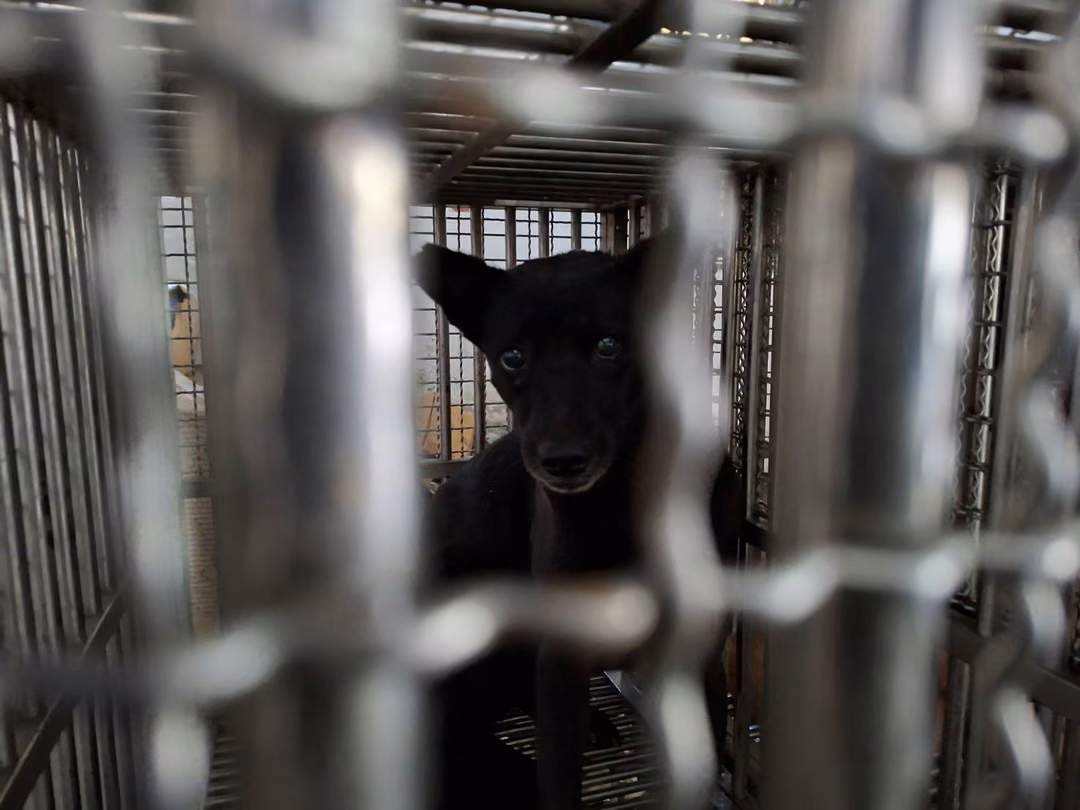 The dog, from the shelter's listing