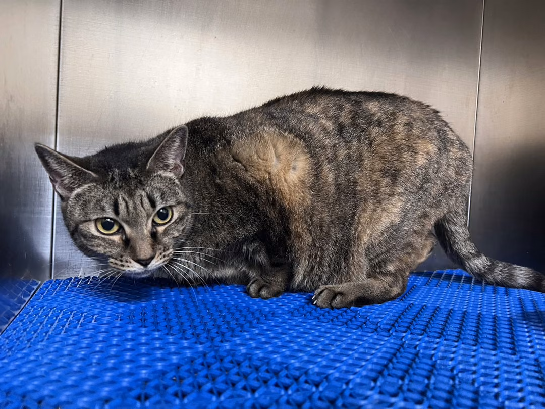 The cat, from the shelter's listing