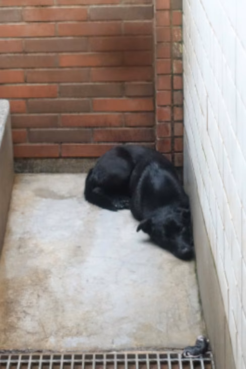 The dog, from the shelter's listing