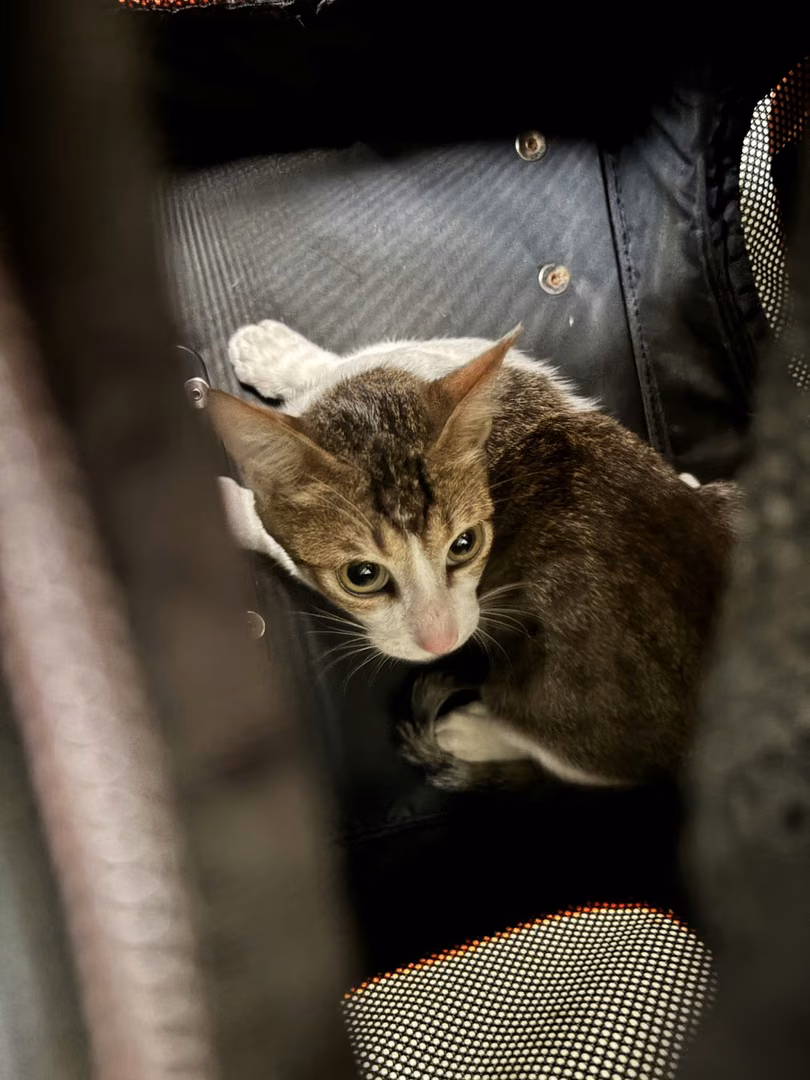 The cat, from the shelter's listing