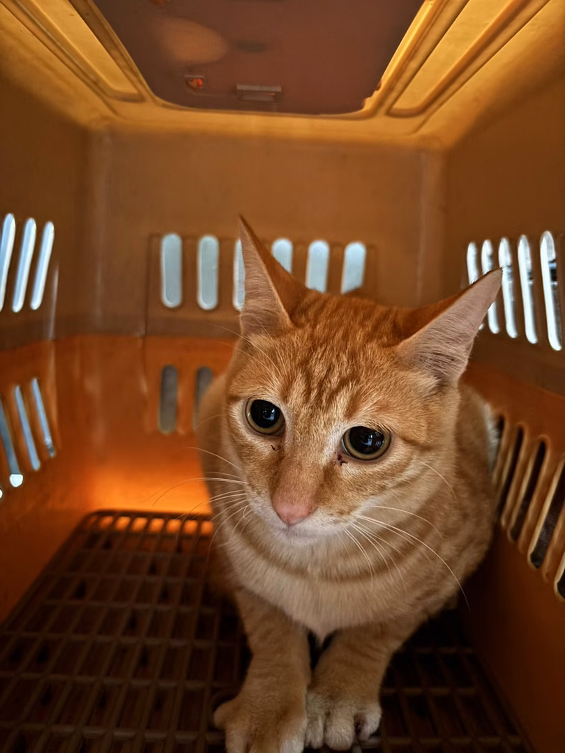 The cat, from the shelter's listing
