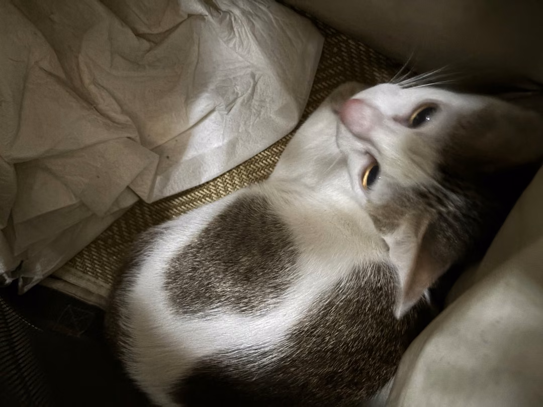 The cat, from the shelter's listing