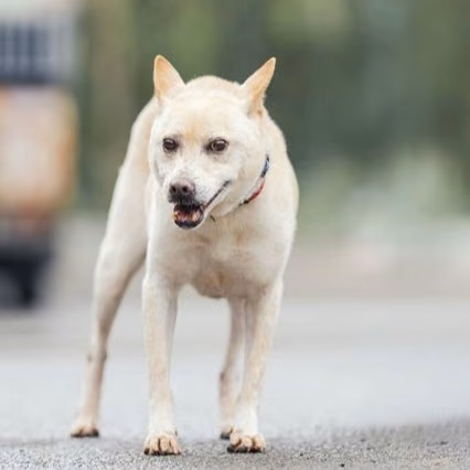 The dog, from the shelter's listing
